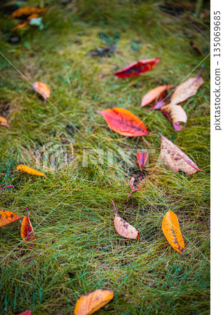 北海道札幌 | 公園裡的落葉與秋葉 135069685