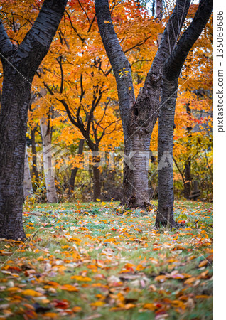 Sapporo, Hokkaido | Fallen leaves and autumn foliage in the park 135069686