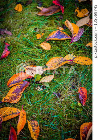 北海道札幌 | 公園裡的落葉與秋葉 北海道札幌 | 公園裡的落葉與秋葉 135069745