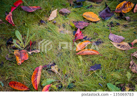 Sapporo, Hokkaido | Fallen leaves and autumn foliage in the park 135069783