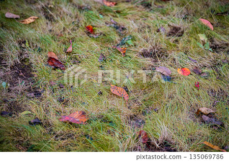 Sapporo, Hokkaido | Fallen leaves and autumn foliage in the park Sapporo, Hokkaido | Fallen leaves and autumn foliage in the park 135069786