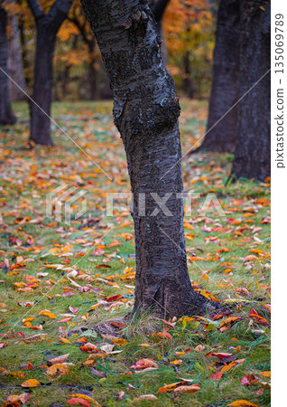 Sapporo, Hokkaido | Fallen leaves and autumn foliage in the park Sapporo, Hokkaido | Fallen leaves and autumn foliage in the park 135069789