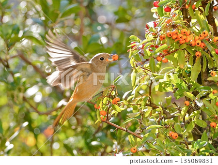 一隻達烏裡紅尾鴝正在吃火棘漿果。 135069831