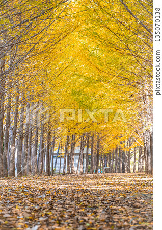 北海道札幌青觀公園的秋葉和銀杏樹景色 北海道札幌青觀公園的秋葉和銀杏樹景色 135070138