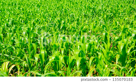 Detailed Texture of Young Maize Plants in Sunlight 135070183