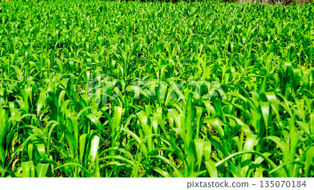 Dense Lush Green Corn Leaves Texture Background Dense Lush Green Corn Leaves Texture Background 135070184