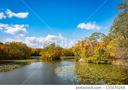 北海道大沼準國家公園的秋葉景色 北海道大沼準國家公園的秋葉景色 135070268