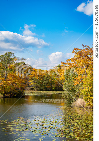 北海道大沼準國家公園的秋葉景色 北海道大沼準國家公園的秋葉景色 135070269
