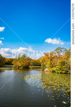 北海道大沼準國家公園的秋葉景色 北海道大沼準國家公園的秋葉景色 135070270