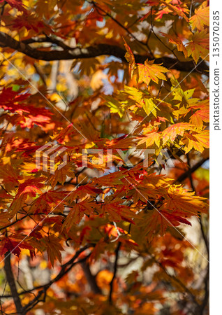 Autumn foliage scenery at Onuma Quasi-National Park, Hokkaido Autumn foliage scenery at Onuma Quasi-National Park, Hokkaido 135070285