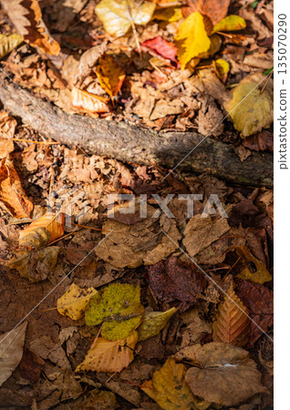 Autumn foliage scenery at Onuma Quasi-National Park, Hokkaido 135070290