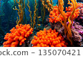 Underwater world, algae, corals, rocks at the bottom of the sea 135070421