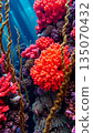 Underwater world, algae, corals, rocks at the bottom of the sea 135070432