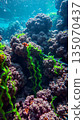 Underwater world, algae, corals, rocks at the bottom of the sea 135070437