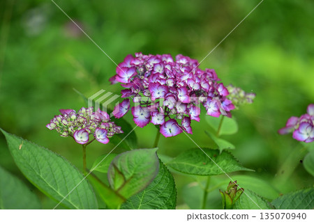 Hydrangea 135070940