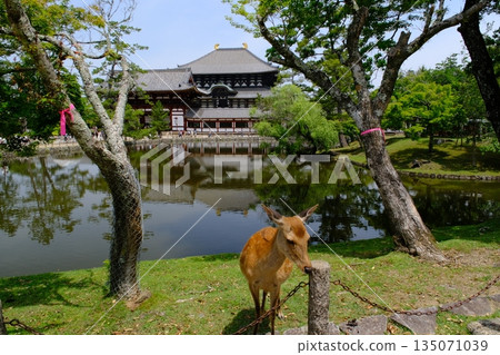 Todaiji Temple Great Buddha Hall and deer, Nara Prefecture 135071039