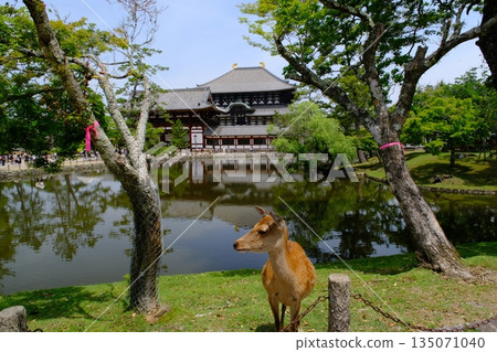 東大寺大佛殿和鹿，奈良縣 135071040