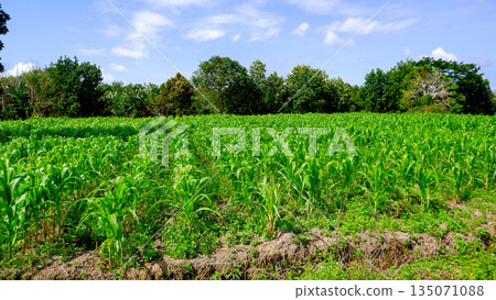 Beautiful Corn Plantation Landscape with Tropical Forest Border and Blue Sky Beautiful Corn Plantation Landscape with Tropical Forest Border and Blue Sky 135071088