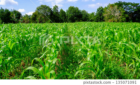 Lush Green Corn Field Plantation with Forest Background under Blue Sky - Tropical Agriculture Landscape Lush Green Corn Field Plantation with Forest Background under Blue Sky - Tropical Agriculture Landscape 135071091