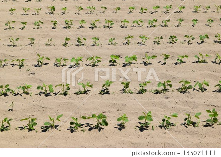 Soybean field Shonai, Yamagata Prefecture Soybean field Shonai, Yamagata Prefecture 135071111