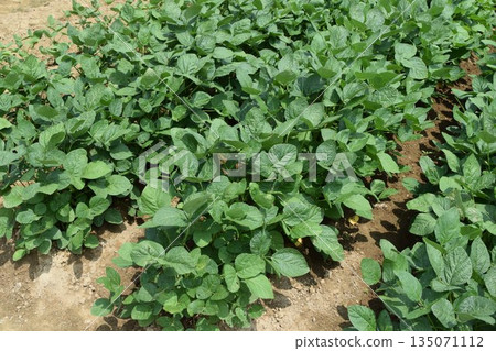 山形縣莊內市大豆田 山形縣莊內市大豆田 135071112