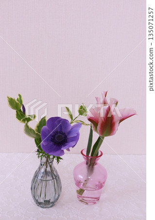 花葉鬱金香與銀蓮花 花葉鬱金香與銀蓮花 135071257