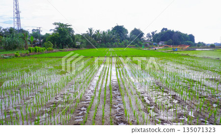 Perspective View of Green Rice Field Landscape with Village Trees 135071323