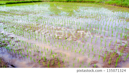 Submerged Green Rice Seedlings in Watery Paddy Field Surface 135071324