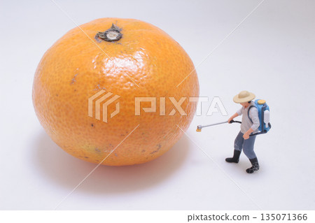 Giant Orange With Tiny Farmer Figurine Spraying Giant Orange With Tiny Farmer Figurine Spraying 135071366