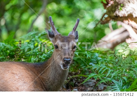 Male Yakushima deer, alert, World Natural Heritage site, Yakushima forest (spring) Male Yakushima deer, alert, World Natural Heritage site, Yakushima forest (spring) 135071412