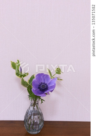 紫色海葵 紫色海葵 135071582