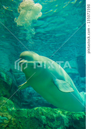 水族館裡的白鯨(白色海豚)-水下海洋哺乳動物景觀 水族館裡的白鯨(白色海豚)-水下海洋哺乳動物景觀 135071598