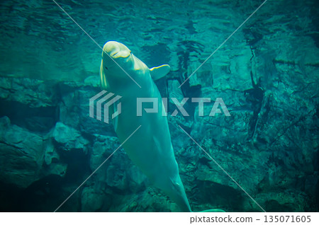 水族館裡的白鯨（白色海豚）－水下海洋哺乳動物景觀 135071605