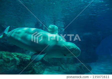 Beluga (white dolphin) in the aquarium - Underwater view of marine mammals Beluga (white dolphin) in the aquarium - Underwater view of marine mammals 135071611
