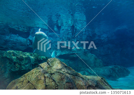 水族館裡的白鯨（白色海豚）－水下海洋哺乳動物景觀 135071613