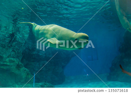 Beluga (white dolphin) in the aquarium - Underwater view of marine mammals Beluga (white dolphin) in the aquarium - Underwater view of marine mammals 135071618