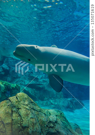 水族館裡的白鯨（白色海豚）－水下海洋哺乳動物景觀 135071619