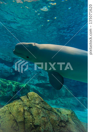 水族館裡的白鯨（白色海豚）－水下海洋哺乳動物景觀 135071620