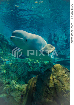 Beluga (white dolphin) in the aquarium - Underwater view of marine mammals Beluga (white dolphin) in the aquarium - Underwater view of marine mammals 135071622