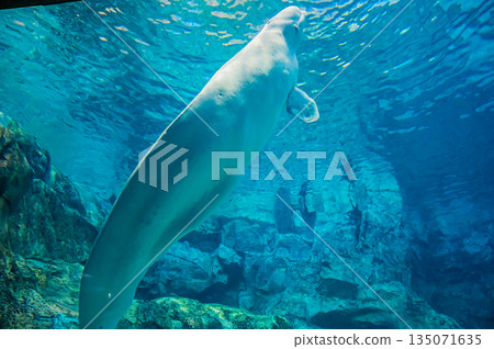 水族館裡的白鯨（白色海豚）－水下海洋哺乳動物景觀 135071635