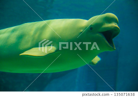 水族館裡的白鯨（白色海豚）－水下海洋哺乳動物景觀 135071638