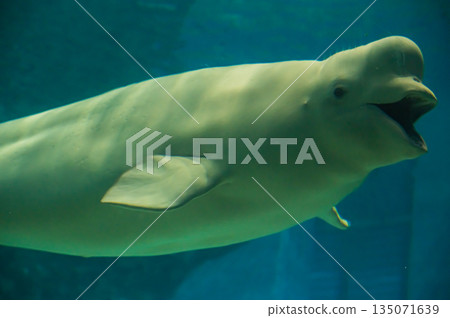 水族館裡的白鯨（白色海豚）－水下海洋哺乳動物景觀 135071639