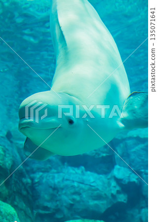 水族館裡的白鯨(白色海豚)-水下海洋哺乳動物景觀 水族館裡的白鯨(白色海豚)-水下海洋哺乳動物景觀 135071641