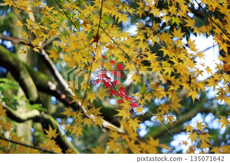 The lingering scent of autumn: A corner of the garden dyed in gold The lingering scent of autumn: A corner of the garden dyed in gold 135071642