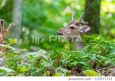 A male Yakushima deer relaxing on the World Natural Heritage site of Yakushima (spring) 135071752