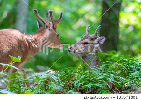 A male Yakushima deer relaxing on the World Natural Heritage site of Yakushima (spring) 135071801