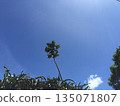 棕櫚樹直插藍天－熱帶夏威夷夏日景象 135071807