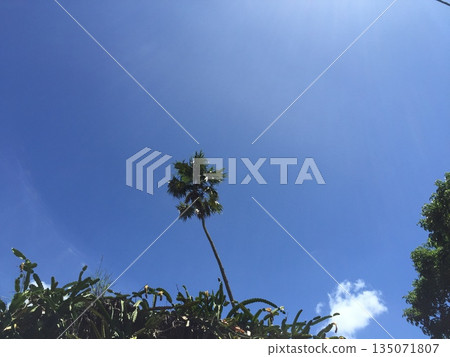 棕櫚樹直插藍天-熱帶夏威夷夏日景象 棕櫚樹直插藍天-熱帶夏威夷夏日景象 135071807