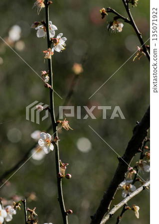 Plum blossoms Plum blossoms 135071922
