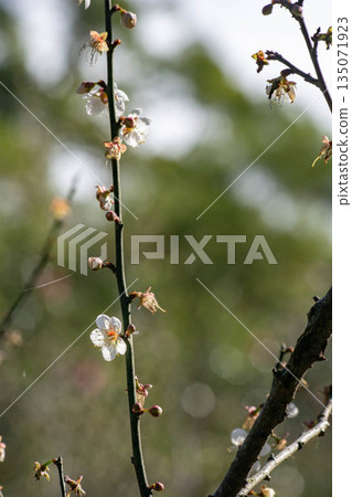 Plum blossoms Plum blossoms 135071923